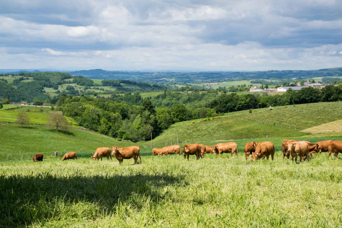 Les vaches se repaissent de la bonne herbe fraîche de la campagne aveyronnaise © Bernard Girardin - AdobeStock