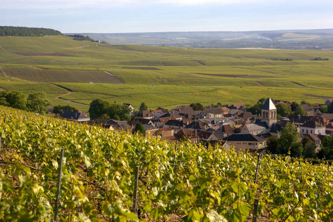 Les vignes du Champagne Franck Bonville à Avize © DR 