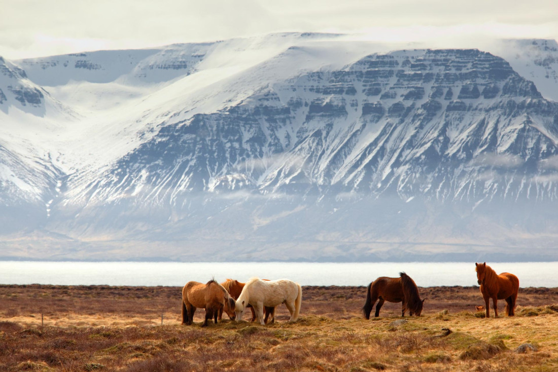 Les chevaux islandais © Vladimir Riabinin