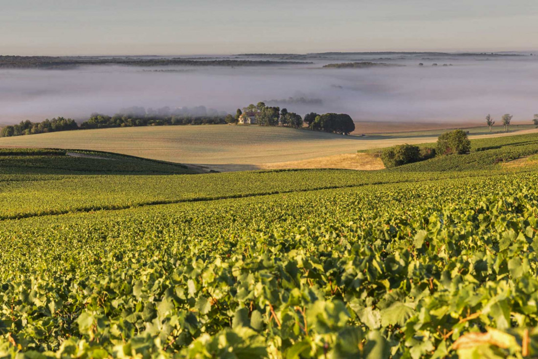 Le vignoble de Champagne classé à l'Unesco © Olivier Frajman Photographe