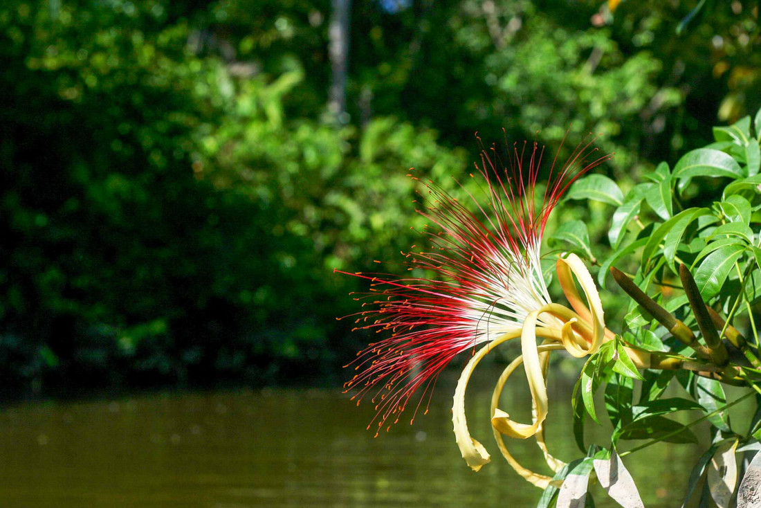 Les zones humides de Guyane abritent une grande partie de ce département français du bout du monde © Adobestock