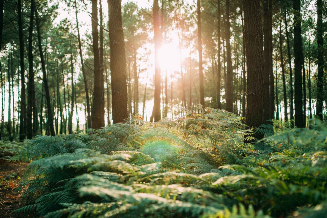 Dans la forêt landaise © Sébastien Chebassier