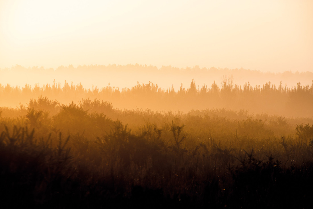 La forêt qui borde le littoral se réveille au printemps © Landes Attractivité Yohan Espiaube