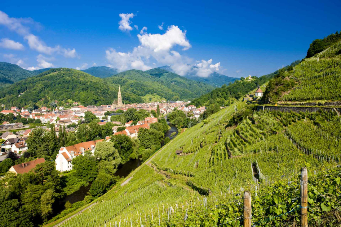 Vignoble grand cru à Thann, sur la route des vins d'Alsace © Richard Semik
