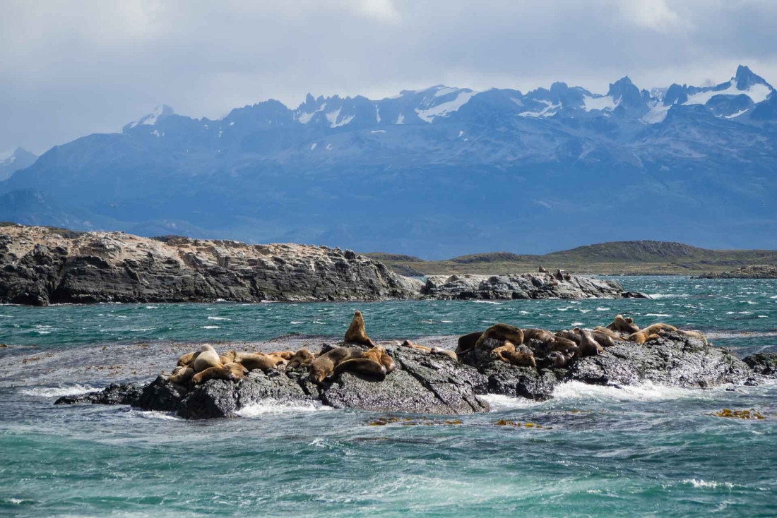 Des lions de mer dans le Canal du Beagle © AdobeStock