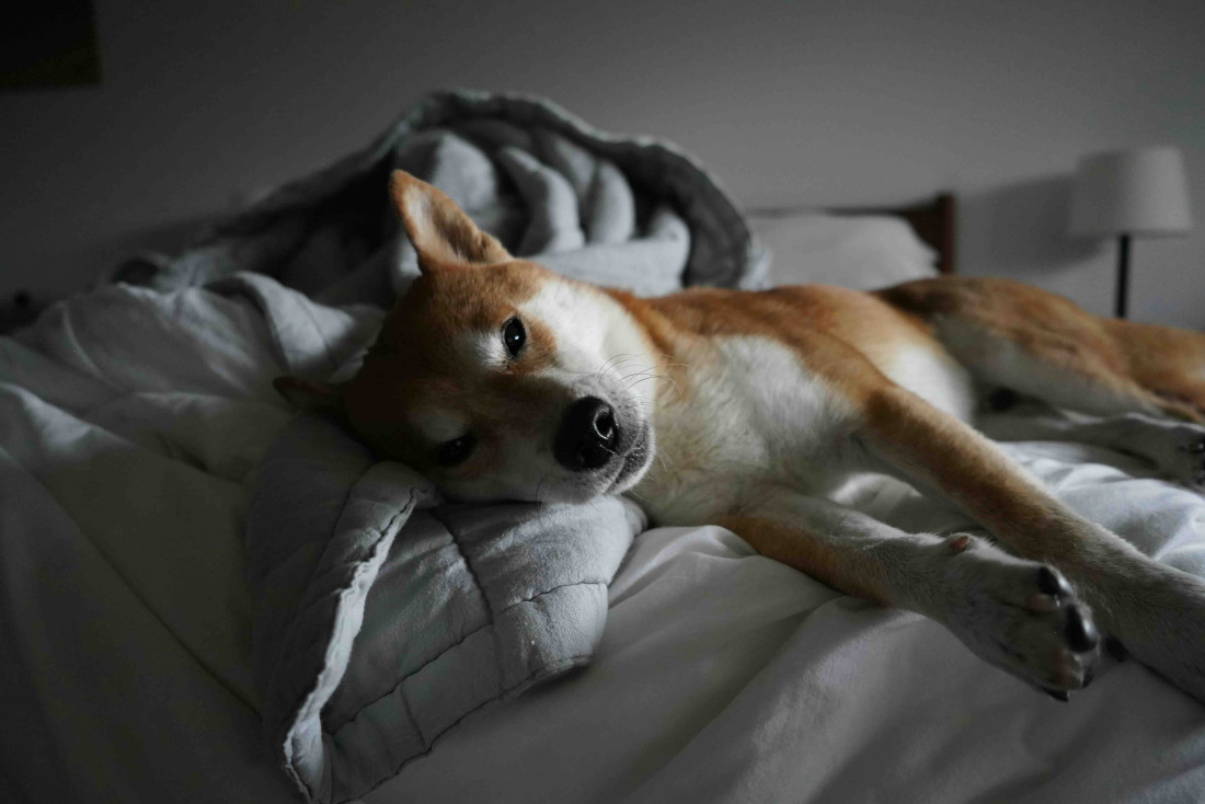 Les meilleurs hôtels dog friendly en France © Josh Leong  Les meilleurs hôtels dog friendly en France © Josh Leong