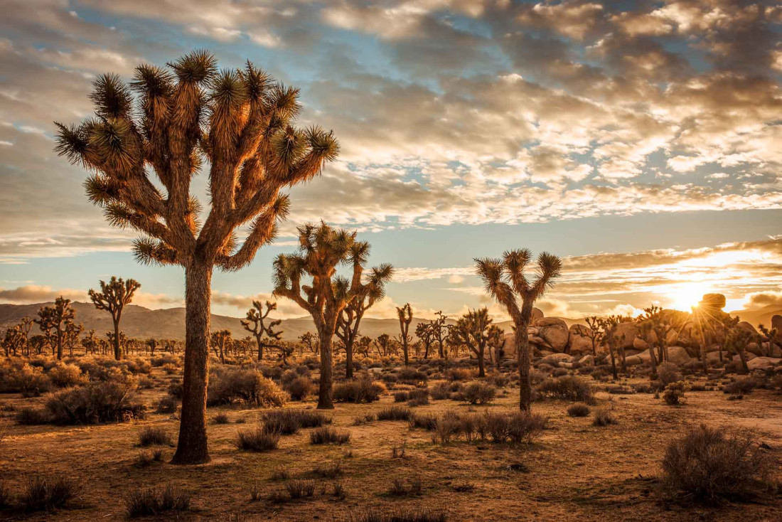 Joshua Tree © Cedric Letsch 