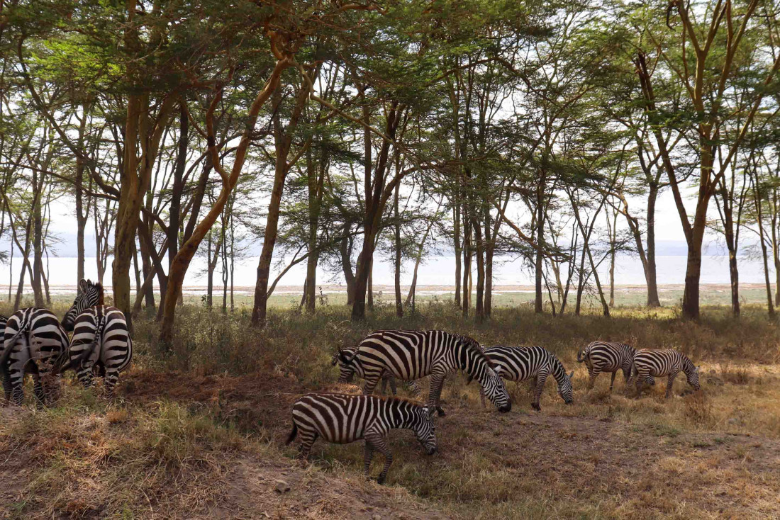 Safari au Kenya © PG