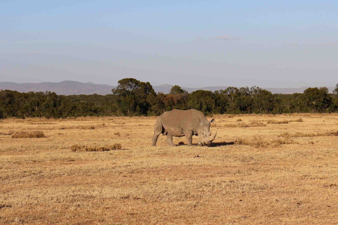 Safari au Kenya © PG