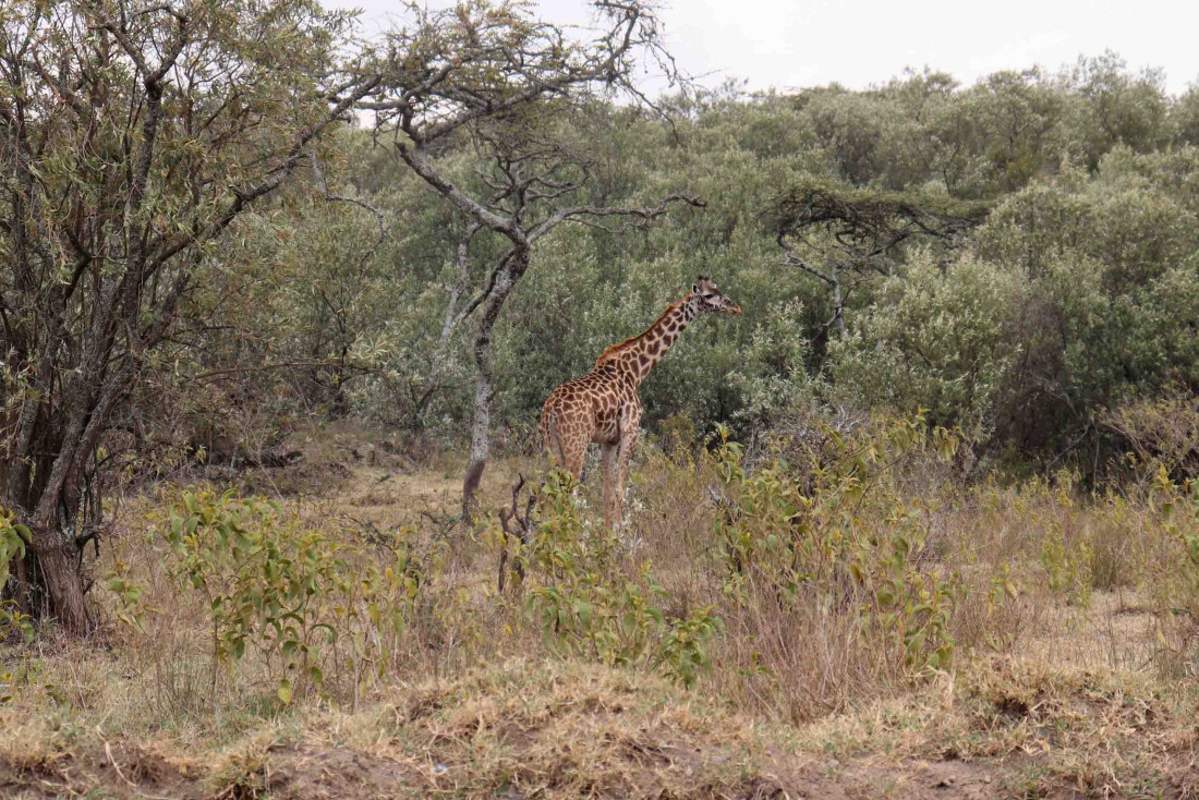 Un safari au Kenya d'une semaine ? Notre itinéraire © Pierre Gunther