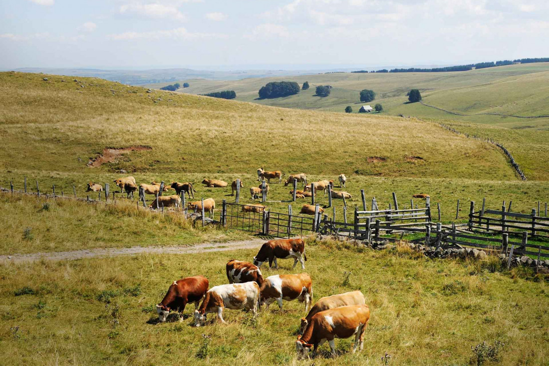 Les vaches Simmental à l'origine du Laguiole AOP © V. Baldensperger