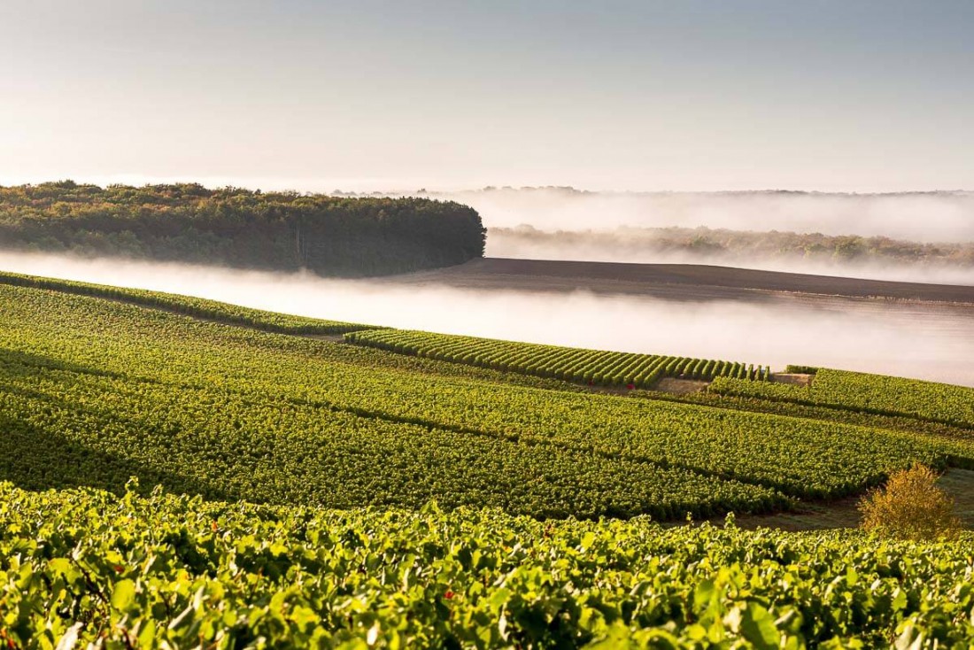 Parcourir les vignes du Champagne Dumont, découvrir son élaboration et déguster le précieux vin effervescent © L'Empreinte des fées