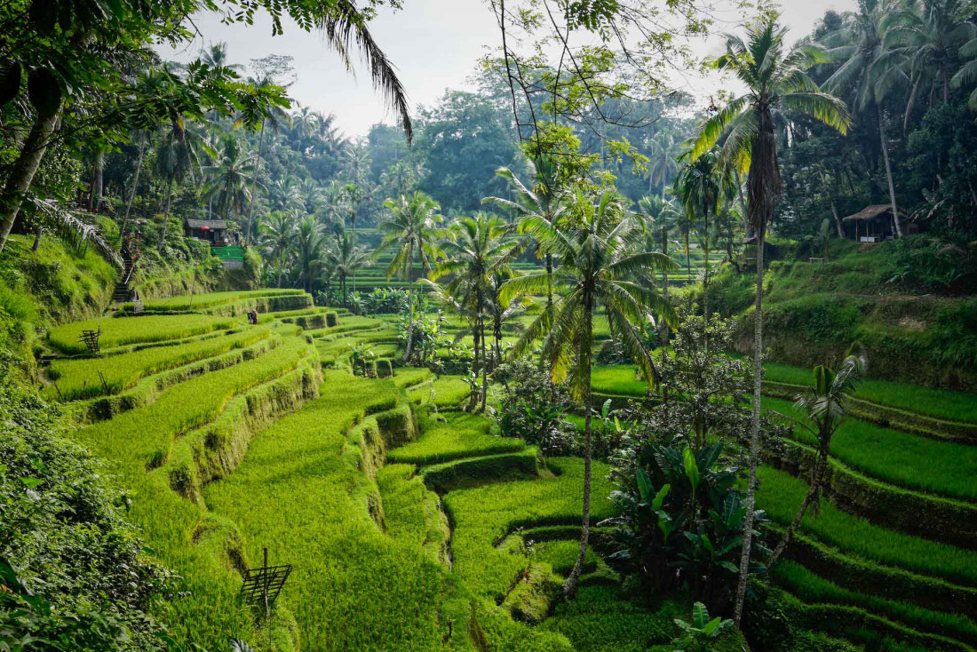 Rizières à Bali © Niklas Weiss