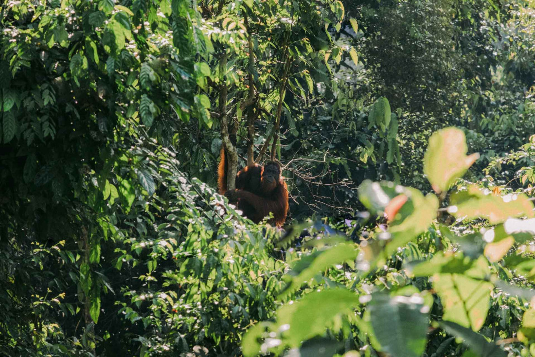 Dans la jungle épaisse de Bornéo, l'un des derniers orang-outans © Colin Meg