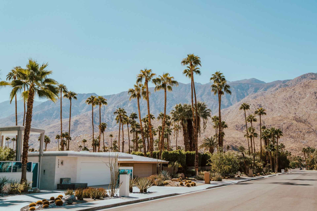 Palm Spring © Cody Board 