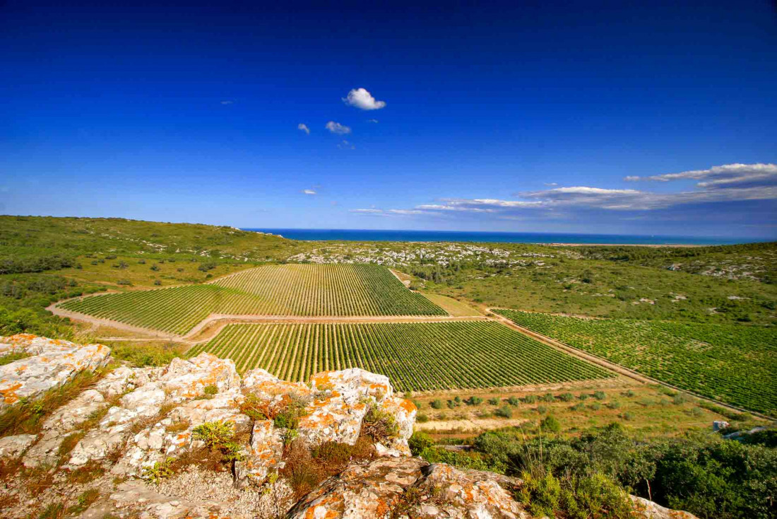 Les vignes autour du Château l’Hospitalet © Gilles Deschamps