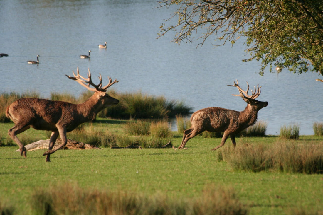 Le Parc animalier de Sainte-Croix en Moselle © Morgane Bricard