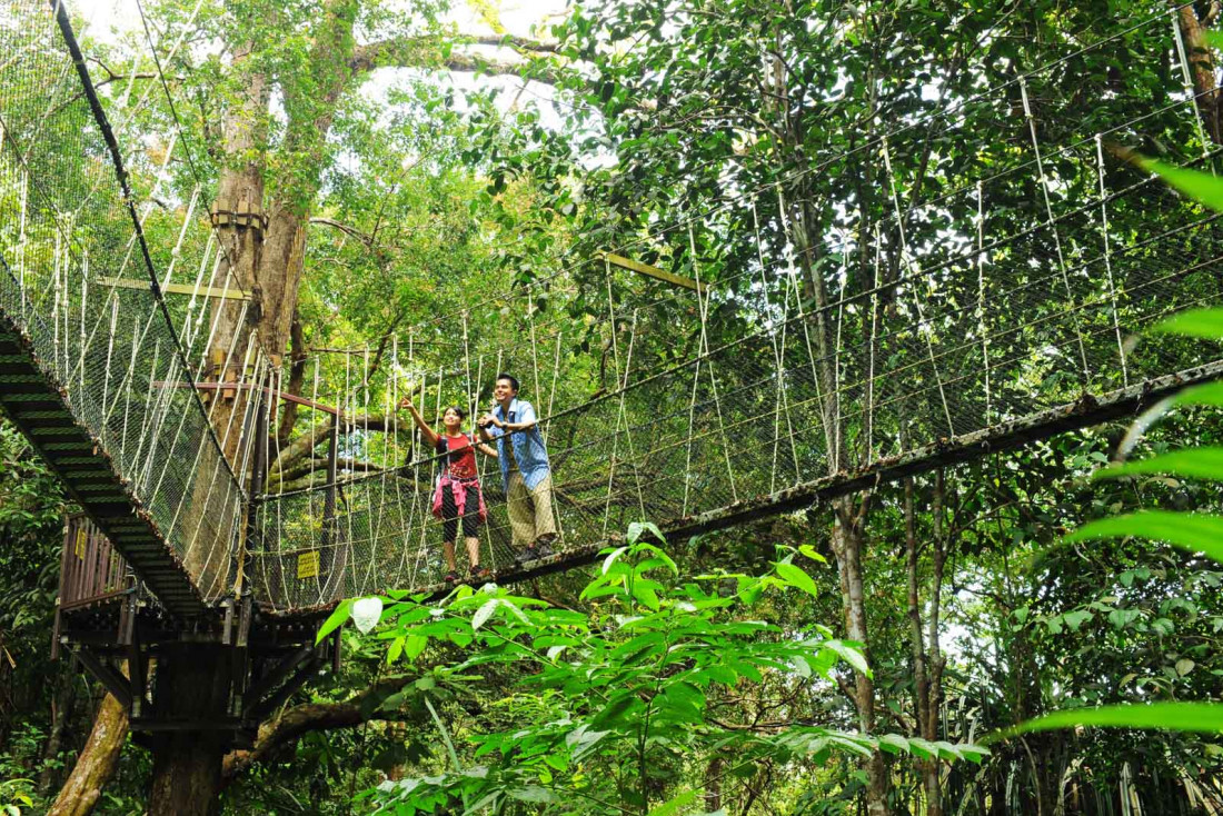 Promenade dans la jungle à Penang, une étape de notre itinéraire de 14 jours en Malaisie © DR