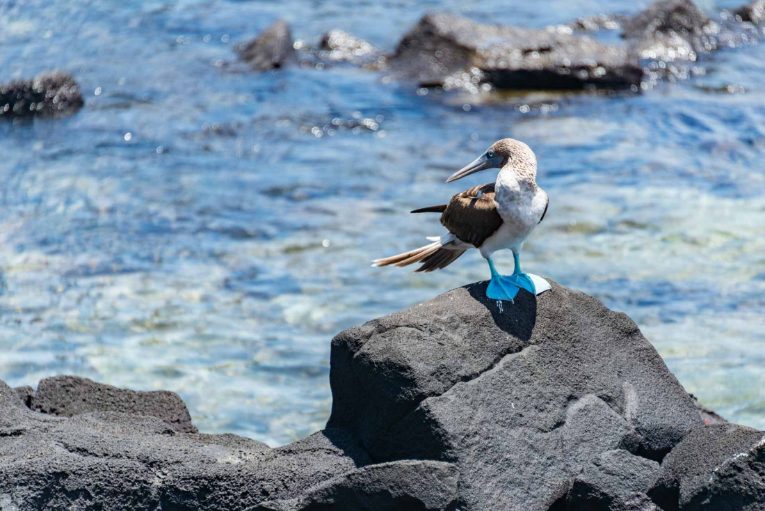 Les plus belles croisières de luxe aux Galápagos
