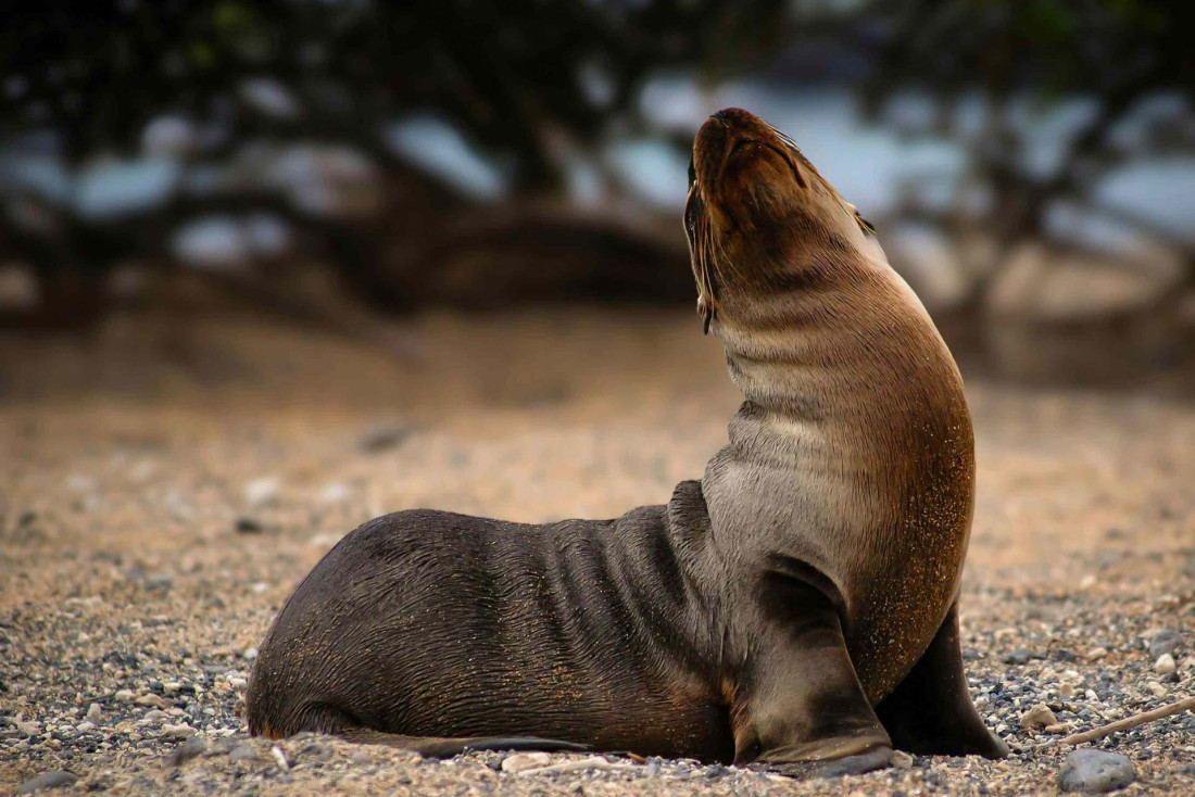 Les plus belles croisières de luxe aux Galápagos