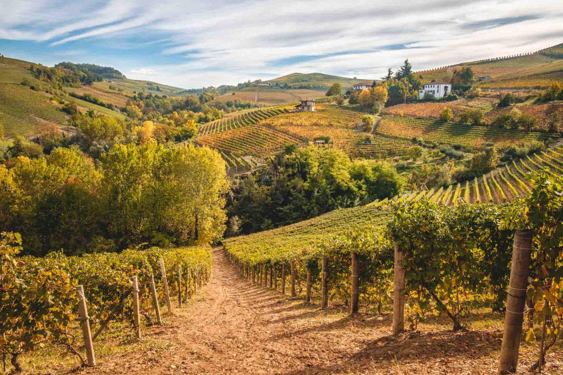 Les vignes de Barolo dans la région des Langhe au Piémont © Codegoni Daniele - AdobeStock