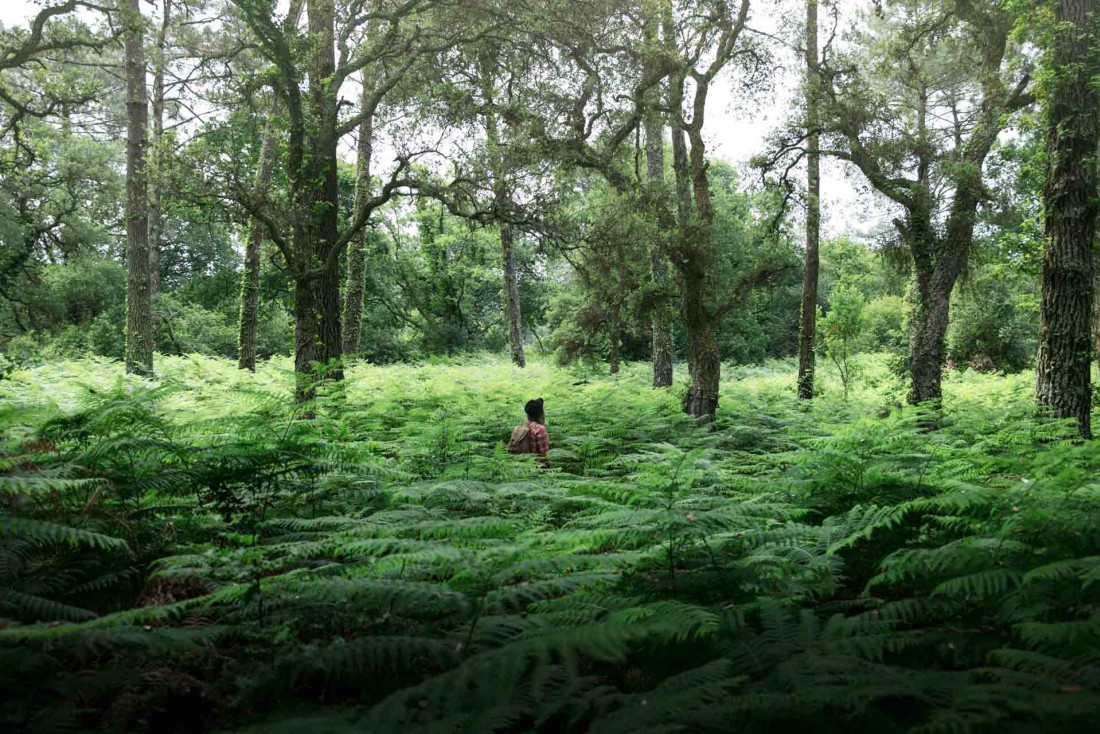 La forêt landaise, terrain d'exploration et de découvertes © Tripinwild