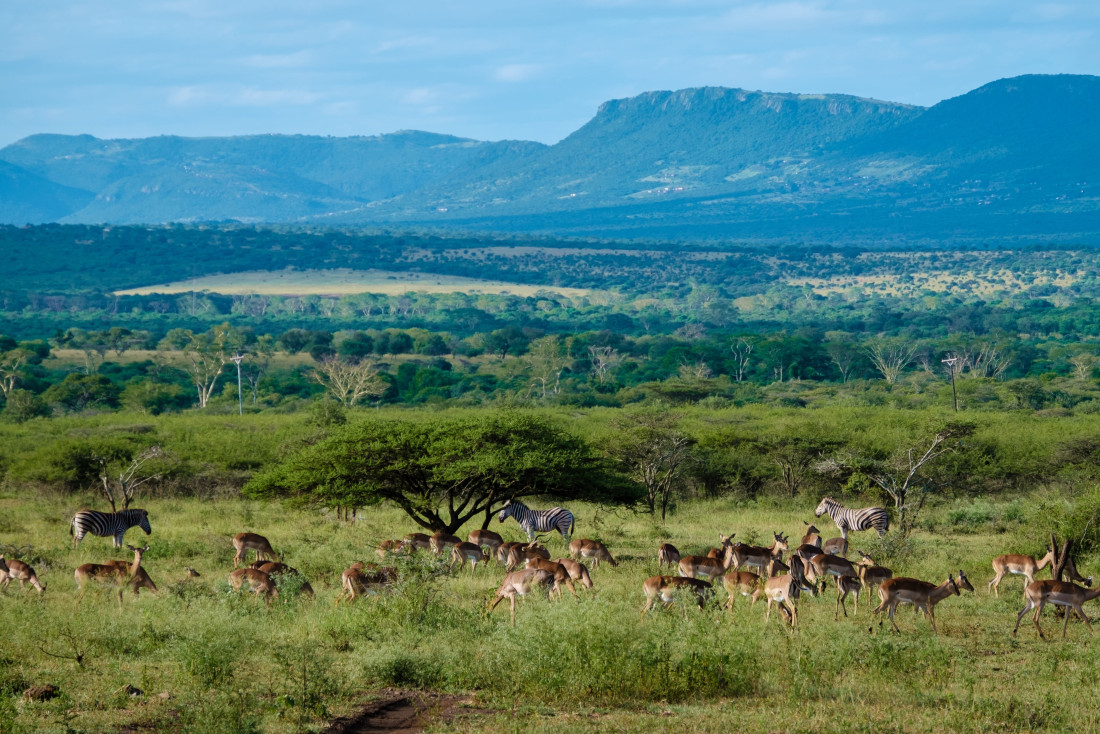 Slow safari en Afrique du Sud : comment explorer le bush de façon responsable