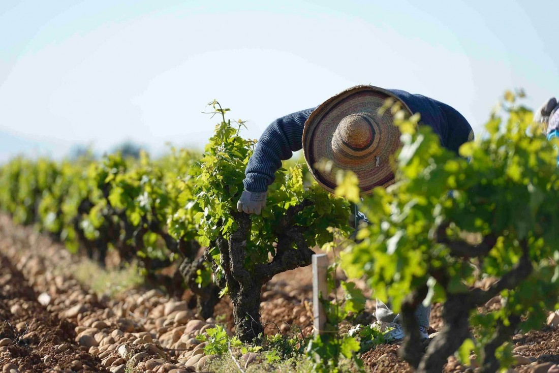 Les vignes du Château de Beaucastel, propriété emblématique de l'appelation Châteaunef-du-Pape © Philippe Martineau