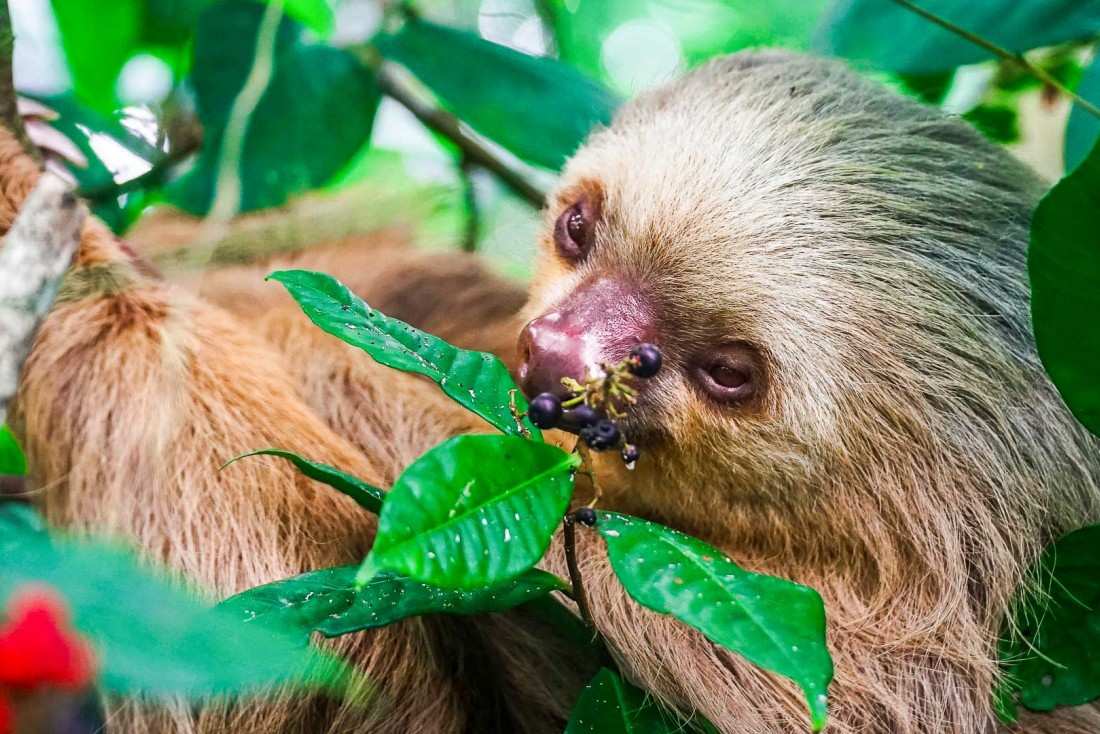 La faune sauvage à découvrir dans les jungles épaisses © DR