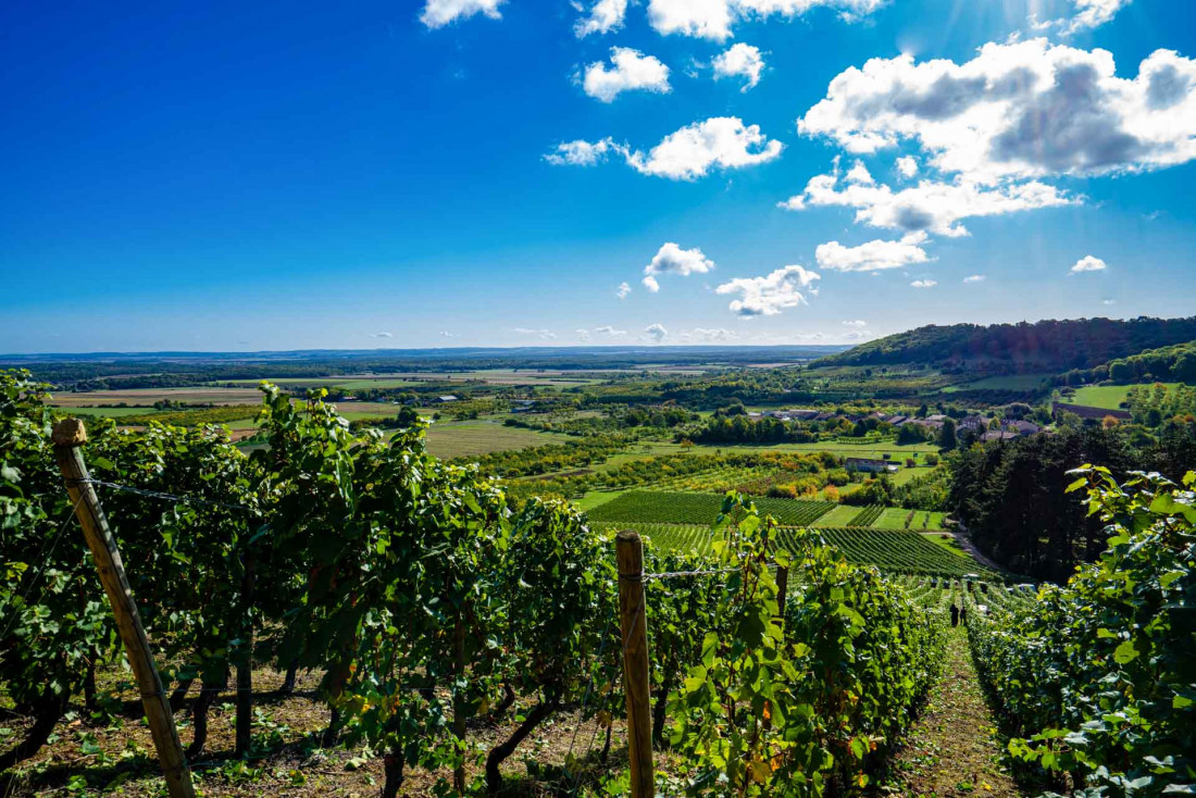 Vignes sur les Côtes de Meuse © Artipair