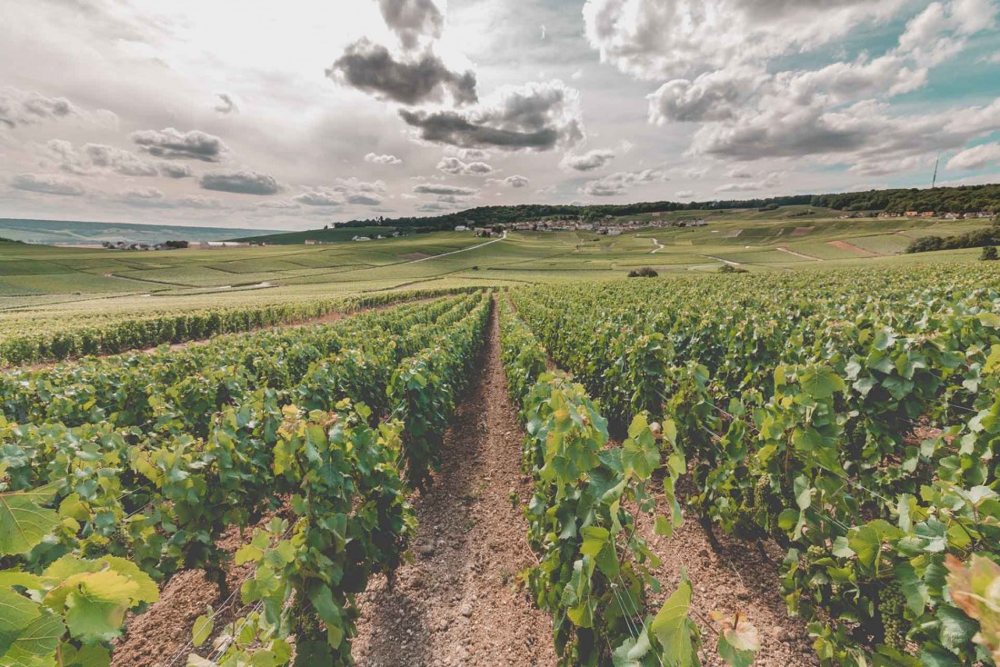 Les vignes en AOC champagne couvrent plus de 33,000 hectares © adobestock - Adrien