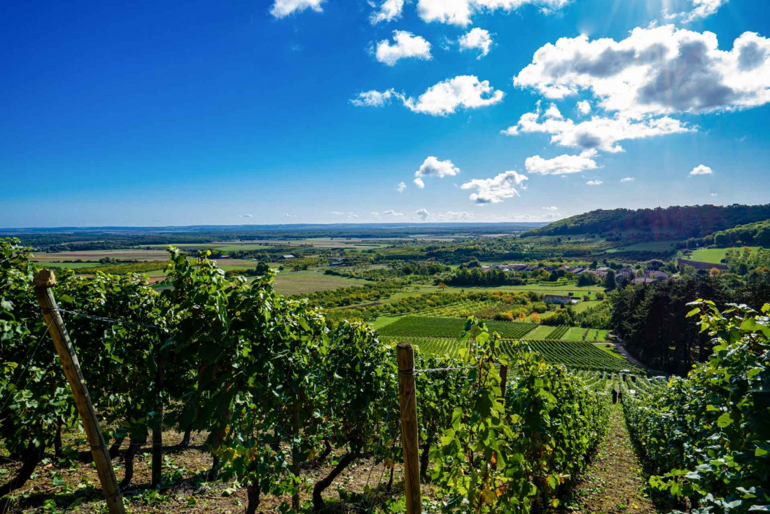 Les vignes des Côtes de Meuse, une I.G.P. confidentielle à découvrir en Meuse © Artipair