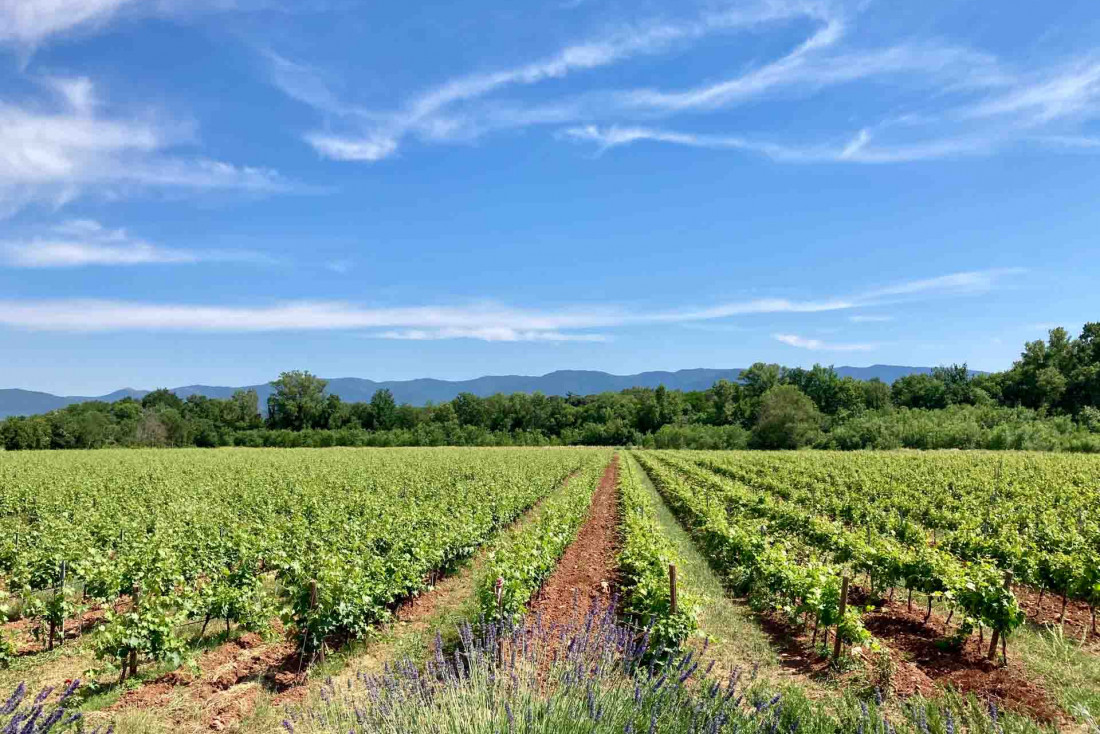 Les vignes du domaine d'Ultimate Provence © Pierre Gautrand | YONDER.fr