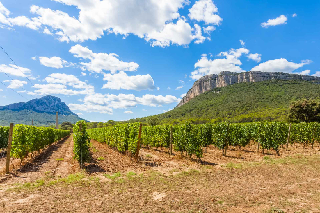 Vignoble du Pic Saint-Loup © AdobeStock