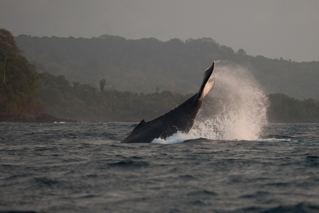 Bom Bom Island Resort - Observation des baleines Golfe de Guinée