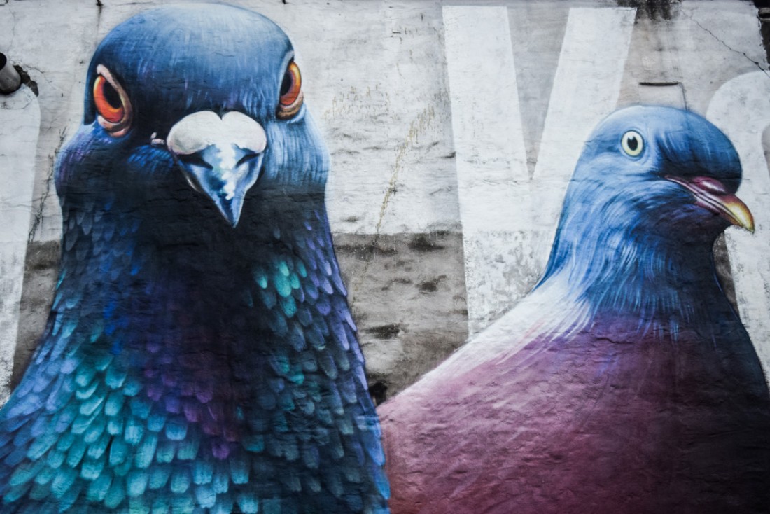 D'immenses pigeons façon street art : bienvenue à la Brasserie De Koninck, institution de la bière à Anvers © Yonder.fr