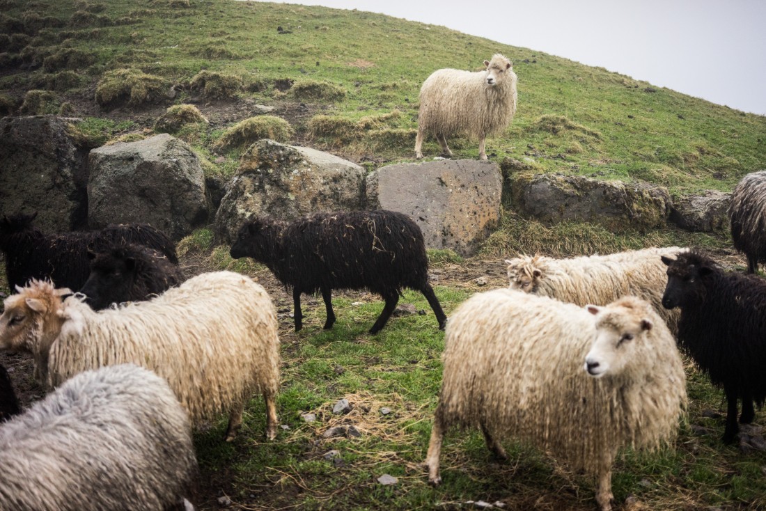 Les moutons d'Óli Rubeksen à Syðradalur.