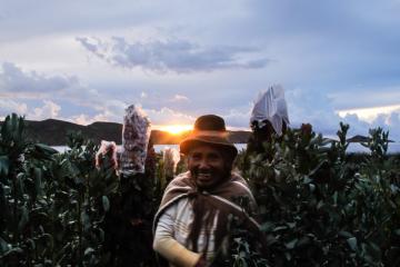 Juana, dans un champ de Quinoa, aux abords du Lac Titicaca. © Cédric Aubert