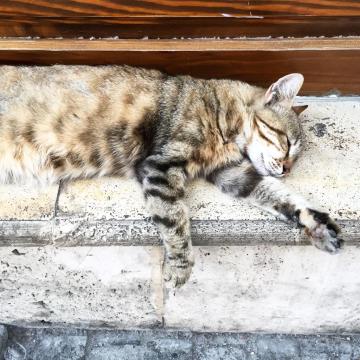 Les chats errants sont nombreux dans les rues de la ville © Yonder.fr
