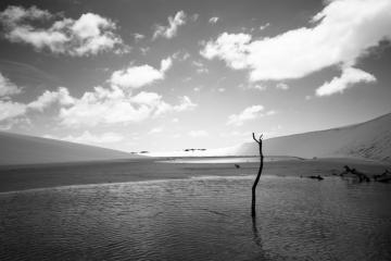 Arbre mort, tel une sculpture, au milieu d’une petite piscine naturelle | © Cédric Aubert