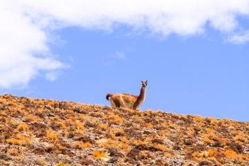 Guanaco aux aguets | © Cédric Aubert