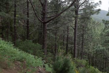 La forêt qui borde la Carretera Dorsal. Un contraste saisissant avec les paysages du Teide.