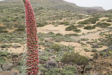 La vipérine de Ténérife (Echium wildpretii), une espèce endémique photographiée ici près d’El Portillo dans le parc du Teide.