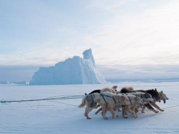 Les chiens d’un autre traineau passent devant un iceberg pris dans la glace sur le trajet vers Siorapaluk.