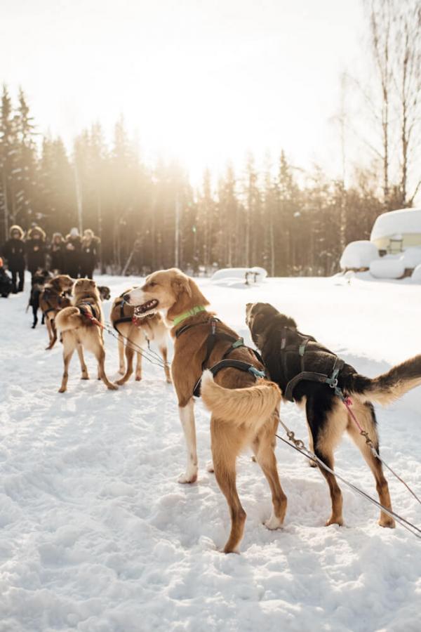 Arctic Bath chiens de traineau © Karin Lundin