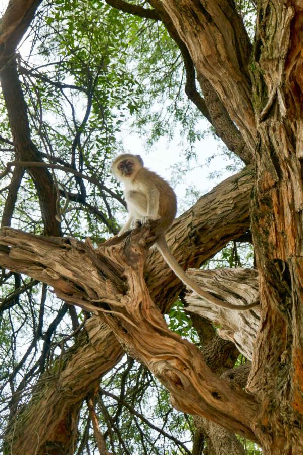 Safari en Namibie © PG