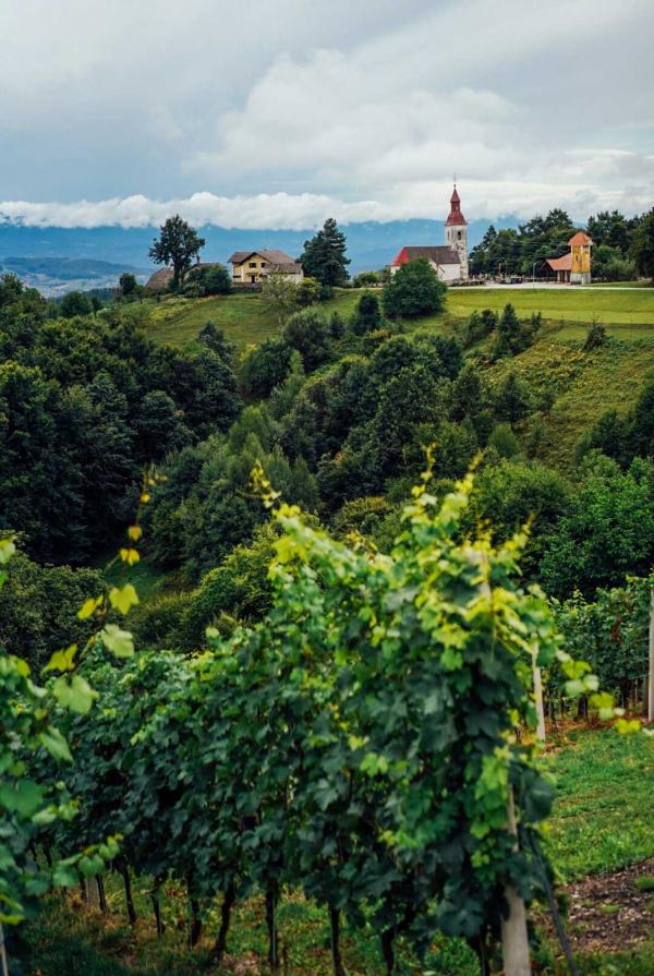 Domaine Slapšak © Vincent Frasiak