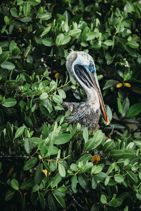 Les plus belles croisières de luxe aux Galápagos