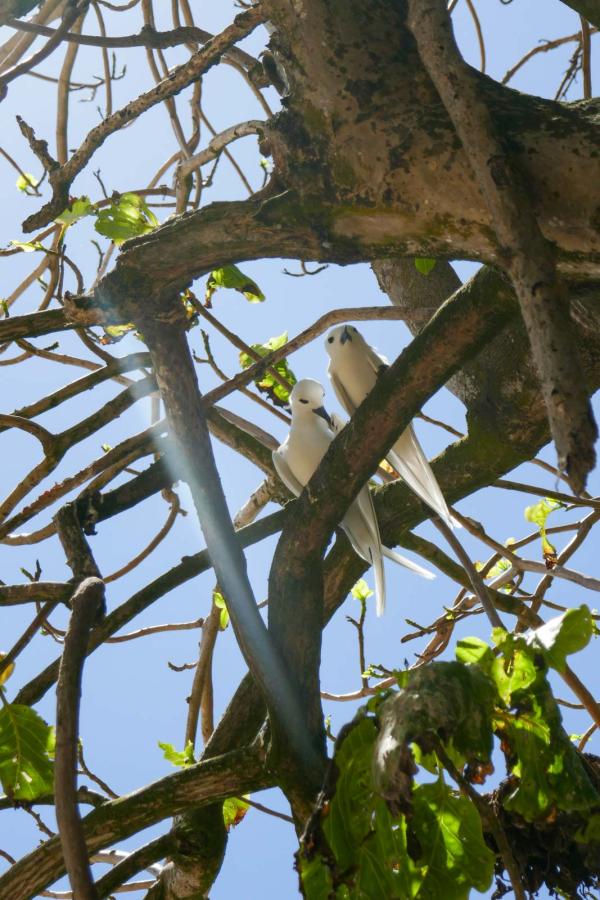 Cousin © Pierre Gunther Cousin © Pierre Gunther