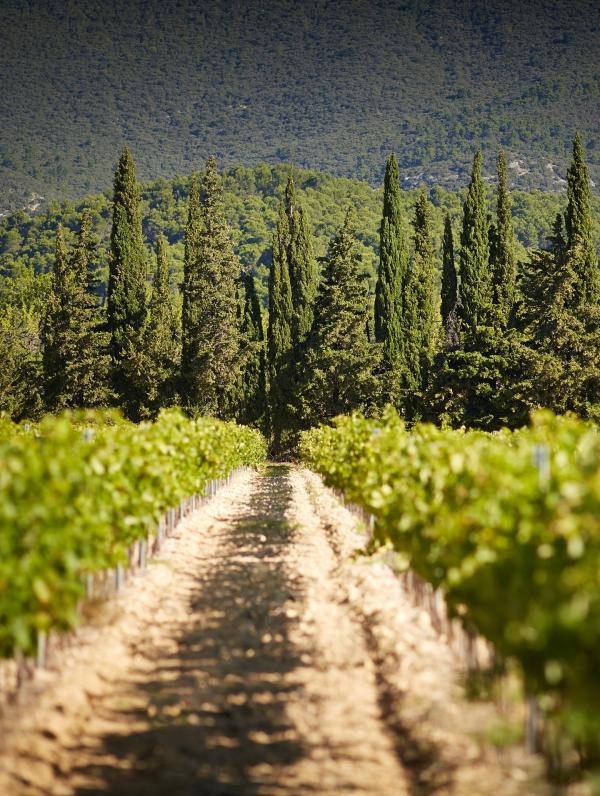 Le domaine viticole de Fontenille, un des plus beaux hôtels de Provence © Fontenille Collection